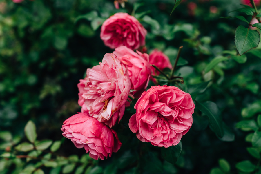 Dark Pink Roses: The Bold Language of Love on Valentine’s Day